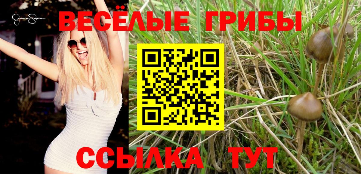 Псилоцибиновые грибы Psilocybe  продажа наркотиков  Знаменск  Вход с VPN 